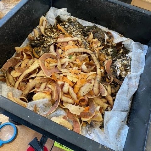 BrentPrimary's tweet photo. As part of their STEM learning, Year 1 have been looking after the worms they found this week! https://t.co/bcdocW1HSa
