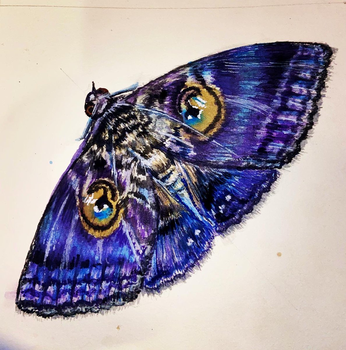retroppo's tweet photo. Painted this watercolour granny’s cloak moth yesterday while listening to @tearsforfears new album! Aaahhh the universe is in perfect alignment, all part of the Masterplan! https://t.co/R7KwcCJ2XY