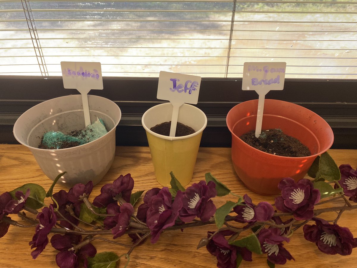 Which plants will grow?! 🌱 🪴 #plants #science #funin5th #scienceexperiments