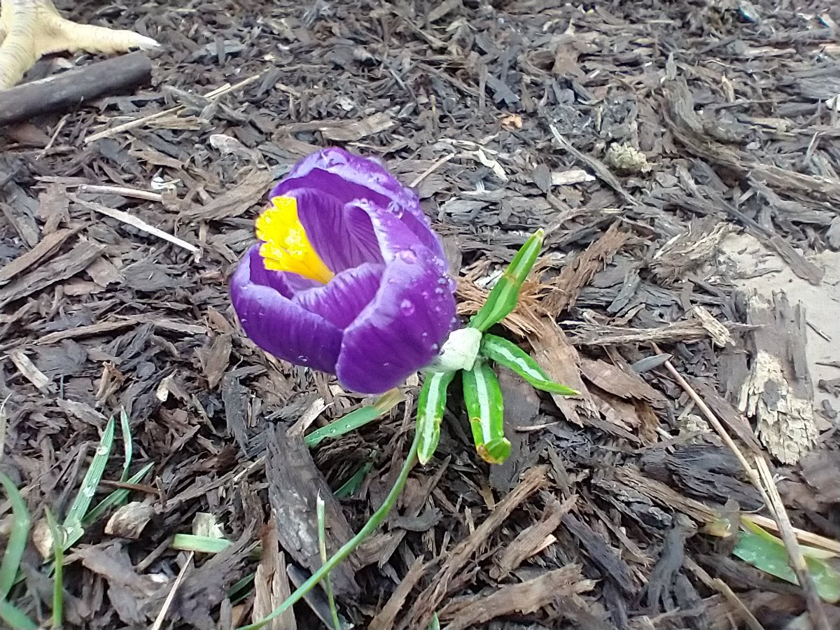 thursdaybees's tweet photo. They all looked at the flower because they saw me looking at it. https://t.co/tRZflPLUnN
