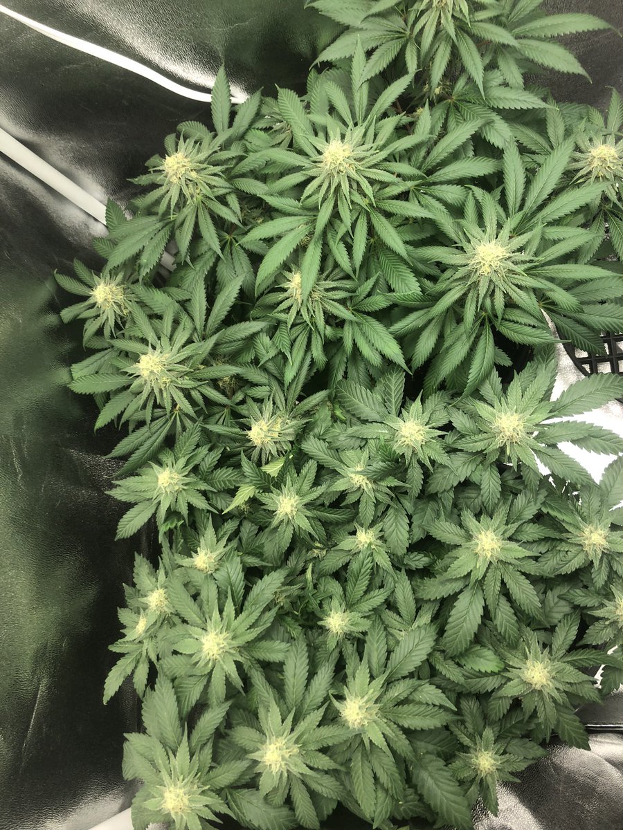 Cjames55149's tweet photo. Day 46(ish) oh baby!!! These romulan kush  courtesy of @TempleGrower and d.bubba x white widow(unknown breeder) are really looking and smelling wonderful #acmpr #growyourown #tobagrown https://t.co/jserXbTFQM