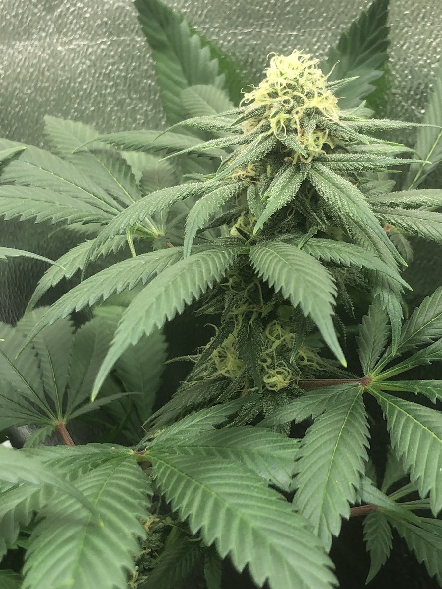 Cjames55149's tweet photo. Day 46(ish) oh baby!!! These romulan kush  courtesy of @TempleGrower and d.bubba x white widow(unknown breeder) are really looking and smelling wonderful #acmpr #growyourown #tobagrown https://t.co/jserXbTFQM