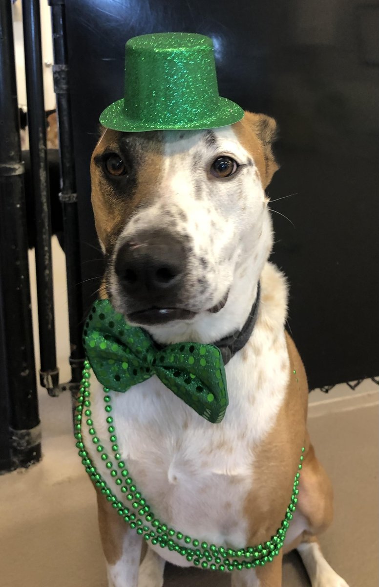May the Luck o' the Dog be with you today! Irish love from Juno, Max, Gabby, Cody & the rest of the #daycaredogs at NSDD! #dogsingreen #stpatricksdaydogs