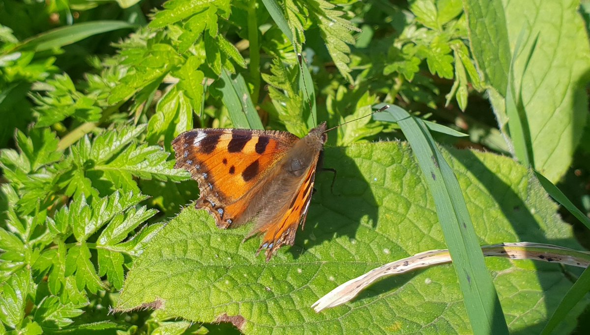 Small Tortoiseshell, Comma & Peacock all out in the same spot as Brimstone on Tunbridge Wells Common today. So the whole suite of butterflies that hibernate as adults is now out. Several of each. https://t.co/wTamVRNvdl