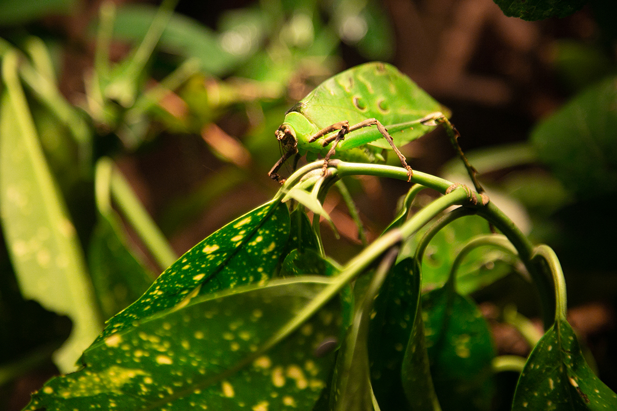 BrisZooSociety's tweet photo. Happy St Patrick’s Day! ☘️

Visiting the zoo today? How many green animal species can you spot? 🦎🐸🐛

#Animals #Insects #Bugs #Invertebrate #Keas #Parrot #Butterfly #Frog #Frogs #StPatricksDay #BristolZoo #BristolZooGardens #VisitBristol #Bristol247 #Bristol #WhatsOnBristol https://t.co/Ygc43NUfJS