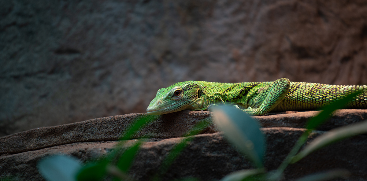 BrisZooSociety's tweet photo. Happy St Patrick’s Day! ☘️

Visiting the zoo today? How many green animal species can you spot? 🦎🐸🐛

#Animals #Insects #Bugs #Invertebrate #Keas #Parrot #Butterfly #Frog #Frogs #StPatricksDay #BristolZoo #BristolZooGardens #VisitBristol #Bristol247 #Bristol #WhatsOnBristol https://t.co/Ygc43NUfJS