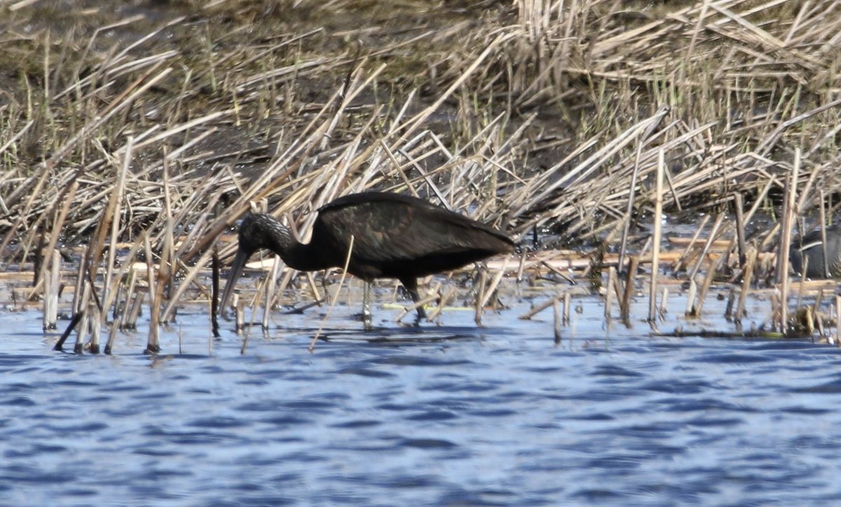 Glossy Ibis from today, showing at Catcott Lows Nature Reserve in Somerset. #birds #birding #birdwatching #glossyibis #ibis #somerset #catcottlows #naturereserve