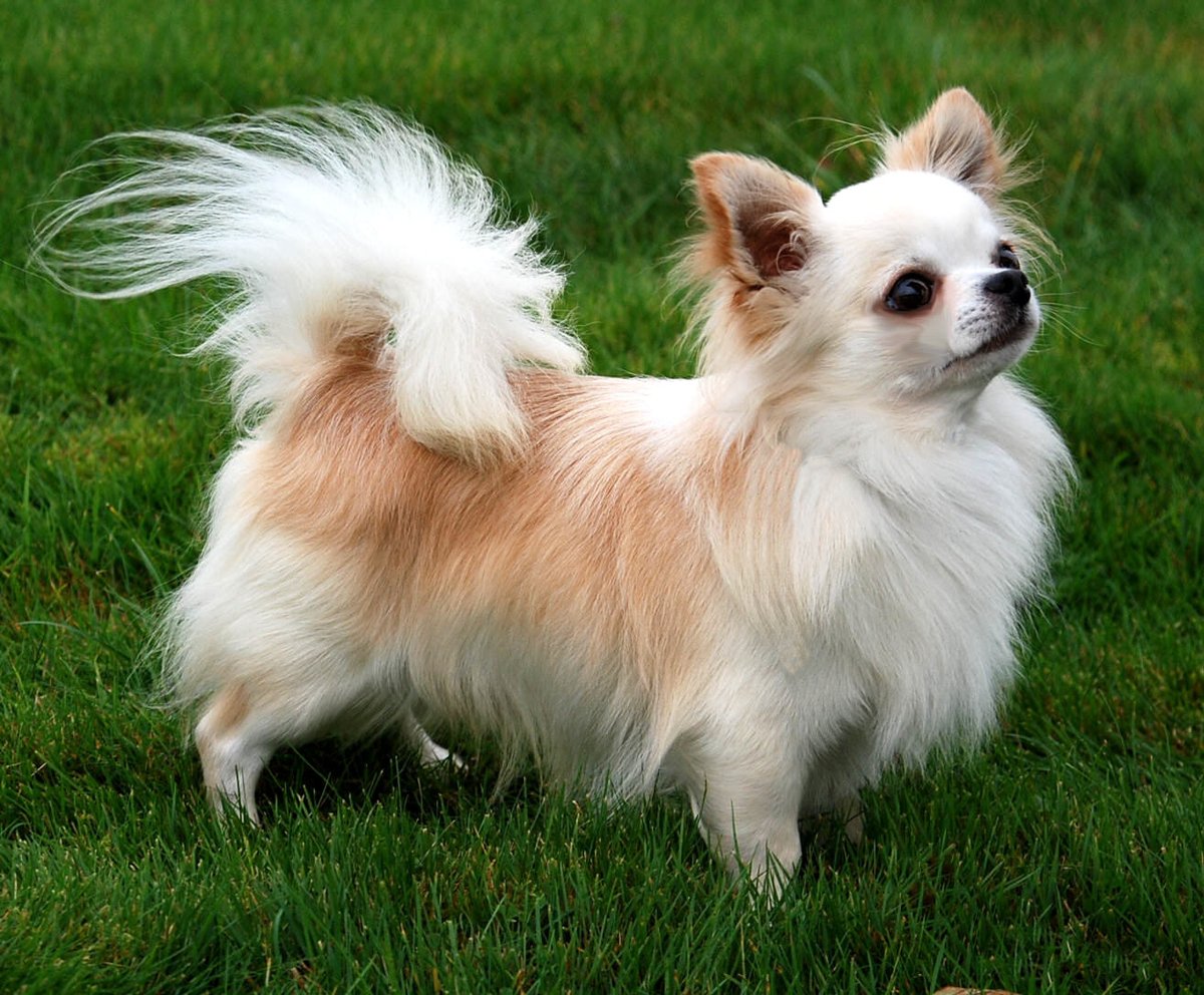 Cute🥰🥰cute😇😇
bit.ly/backpack_pet_c…
🐶🐶🐶🐶🐶🐶🐶🐶🐶🐶🐶🐶
#InShot #CatsLivesMatter #cats #doge #CatsOfTwitter #kitten #kittens #CuteAnimals #CuteCats #dogsoftwitter #dogs #dogsoftwitter #dogsoftwitter #doglovers #CatsOfTwitter #SeniorPupSaturday