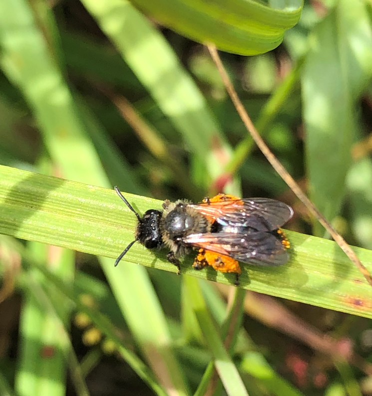 USFWS News tweet media