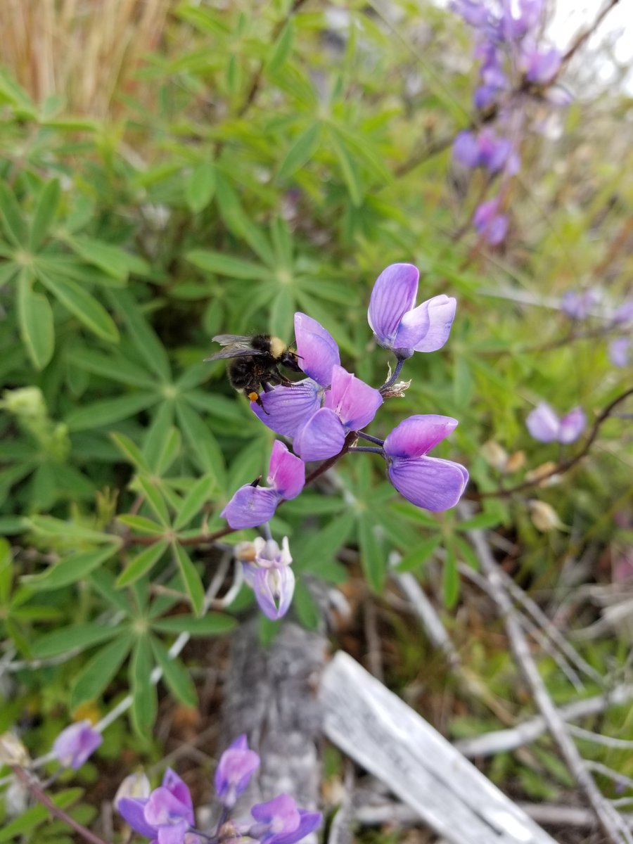 Good news for pollinators!🐝

Through the Wildlife Conservation Initiative, we’re partnering with the National Alliance of Forest Owners (NAFO), private forest landowners, &amp; the National Council for Air &amp; Stream Improvement, Inc. (NCASI), to study pollinator diversity... #thread