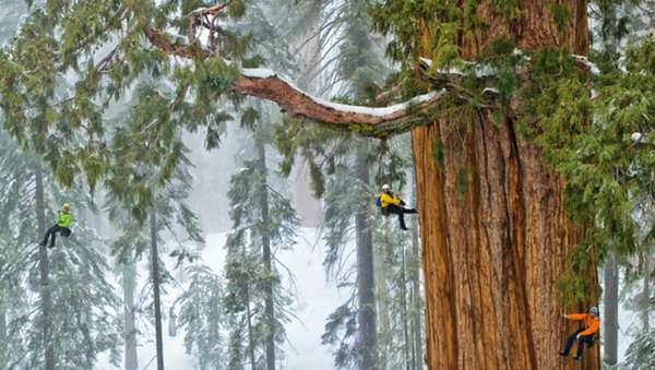 No one has been able to capture this 3,200-year-old tree in one image before – until now
#naturephotography