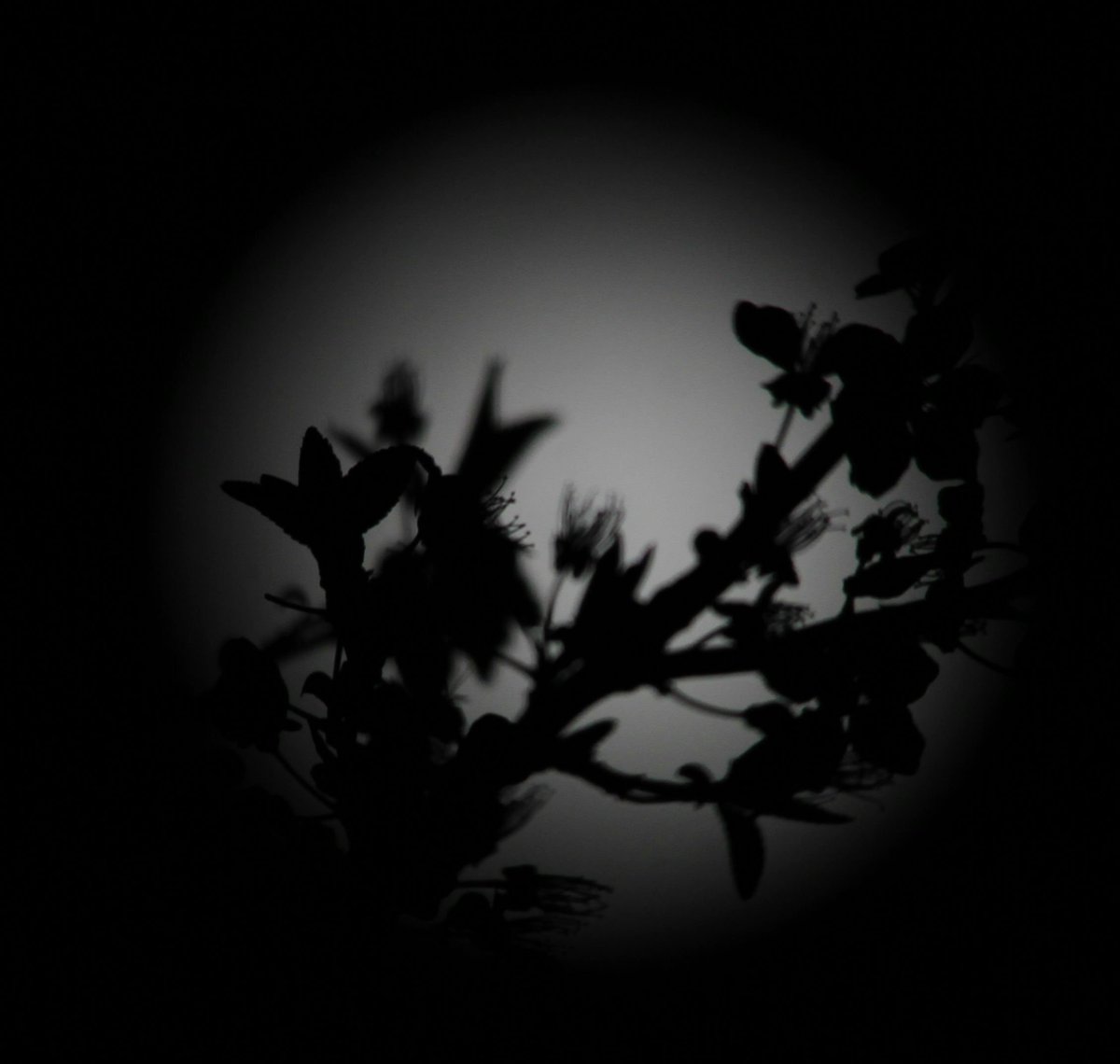 cadders7's tweet photo. On nights like these .
Lighting the night time sky .
Is it or isn't it ..
Holy fullish #moon .
#moonytime
#fullmoonish
ππππ·πππ€ https://t.co/XVNaYnoXfO