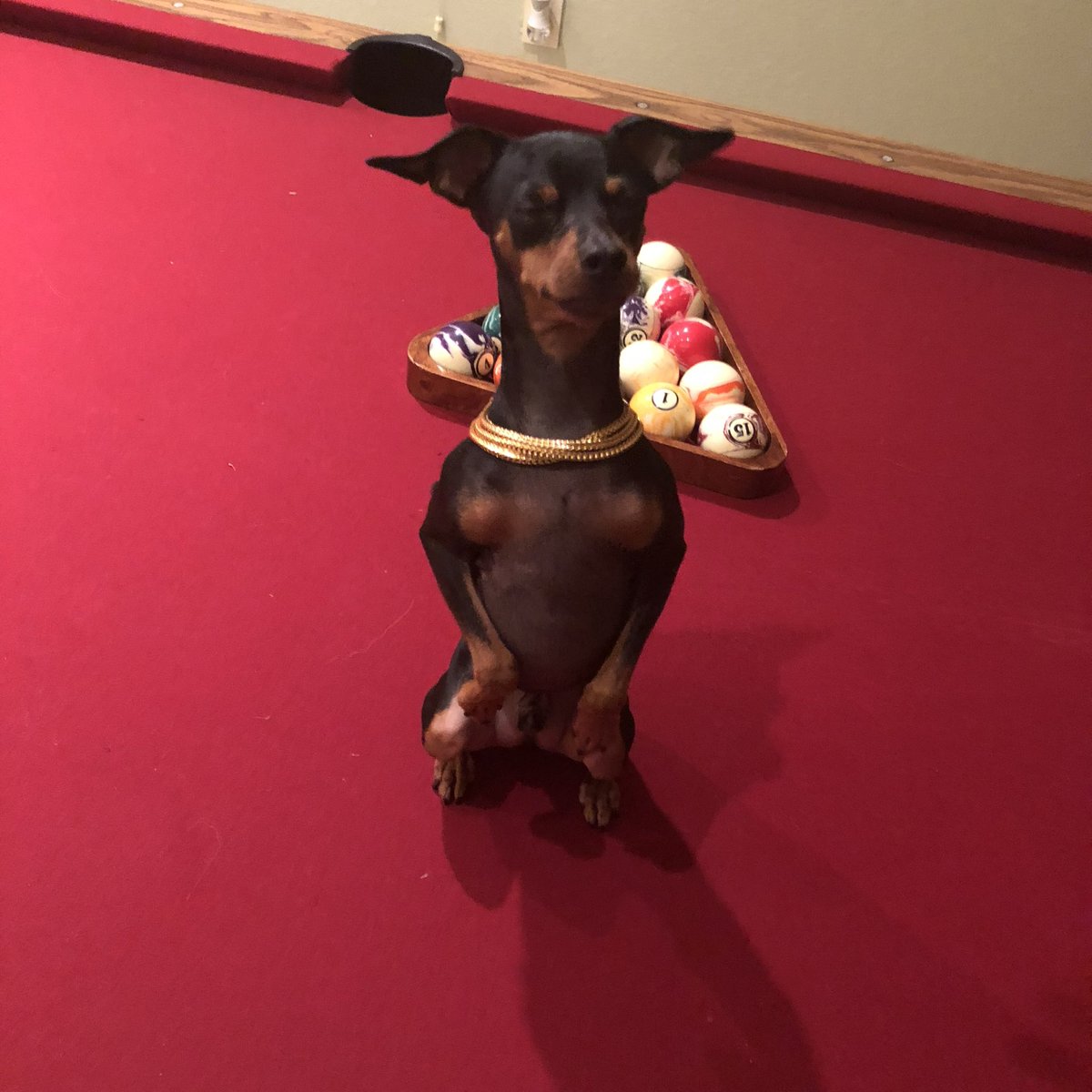 BIGPAPIIJOEE's tweet photo. @AllenRobinson my dog is a big fan of yours (I know it’s random) but now that you’re coming to LA he would like nothing more than a photo opportunity with his favorite player. His name is Rocky and he’s a min pin https://t.co/vUAHJJLE1c