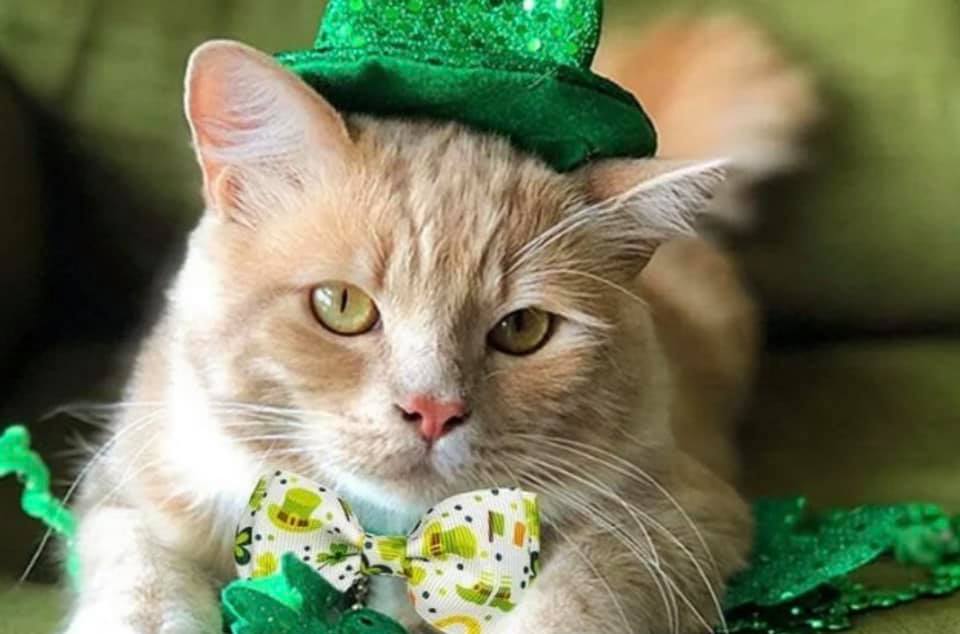 MichaelKrossber's tweet photo. Happy St. Patrick's Day!!! ☘️✝️🍀🌈🪙💚💚💚 #StPatricksDay https://t.co/uvllYSBOgm