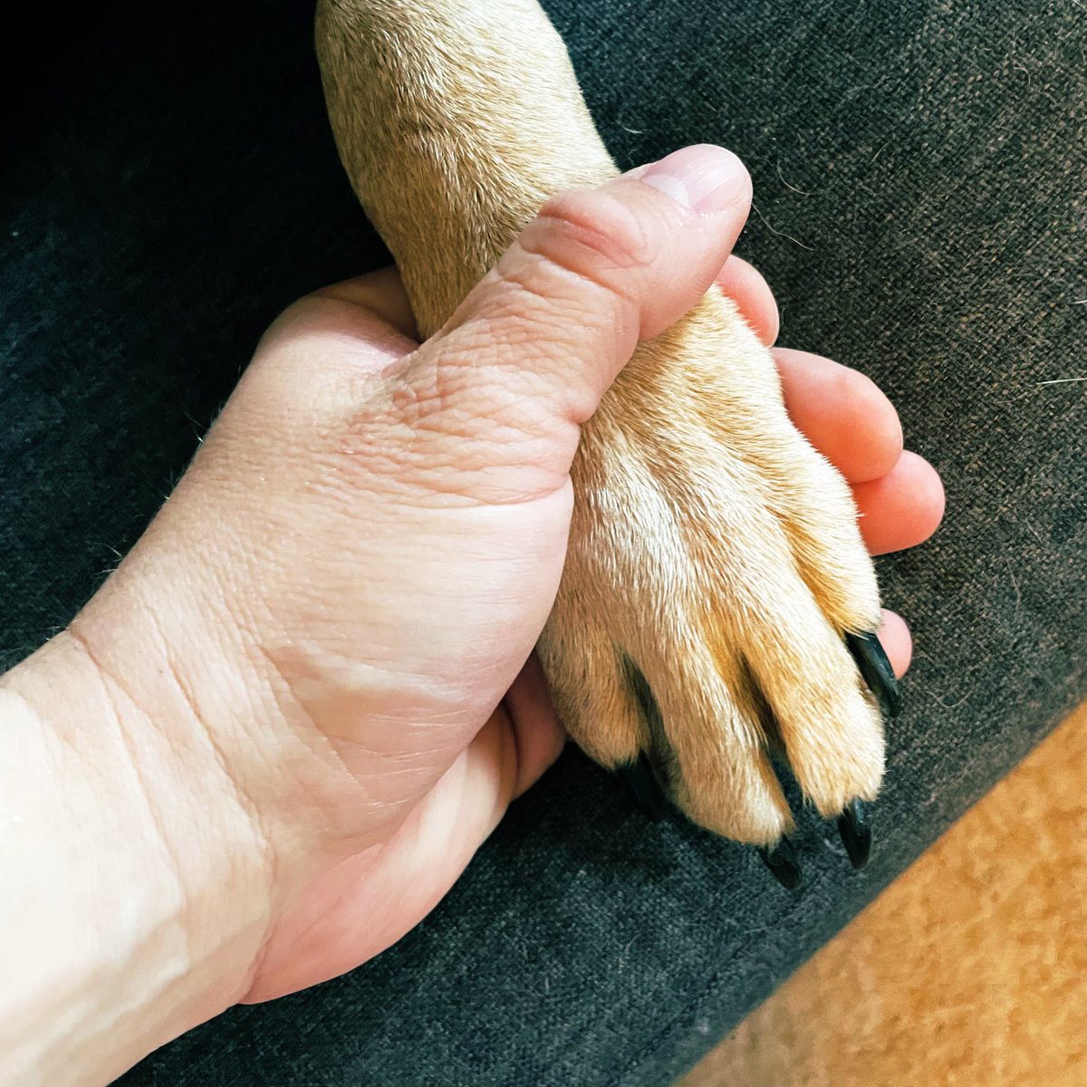 Will Watson tweet media