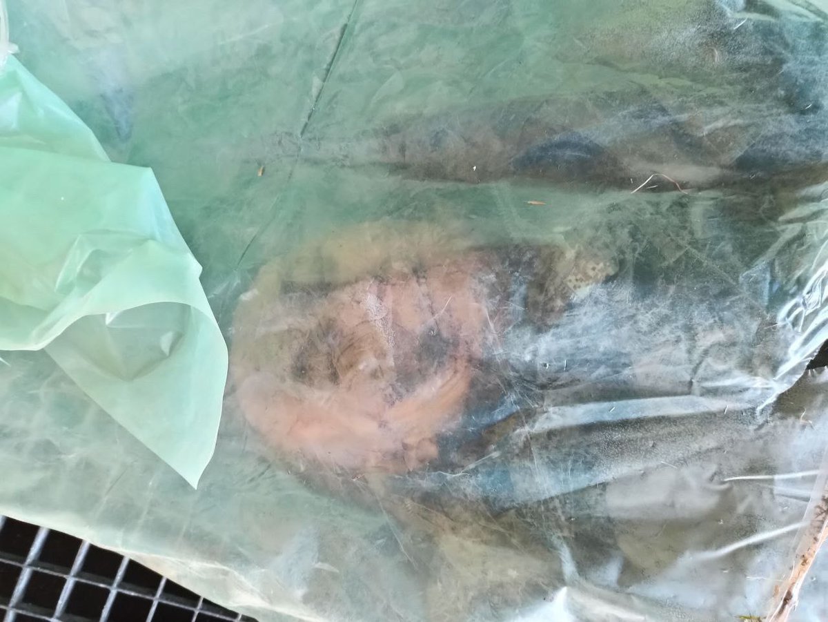 Аслан on Twitter: "Николаевская область. Новую дохлую русню привезли ...