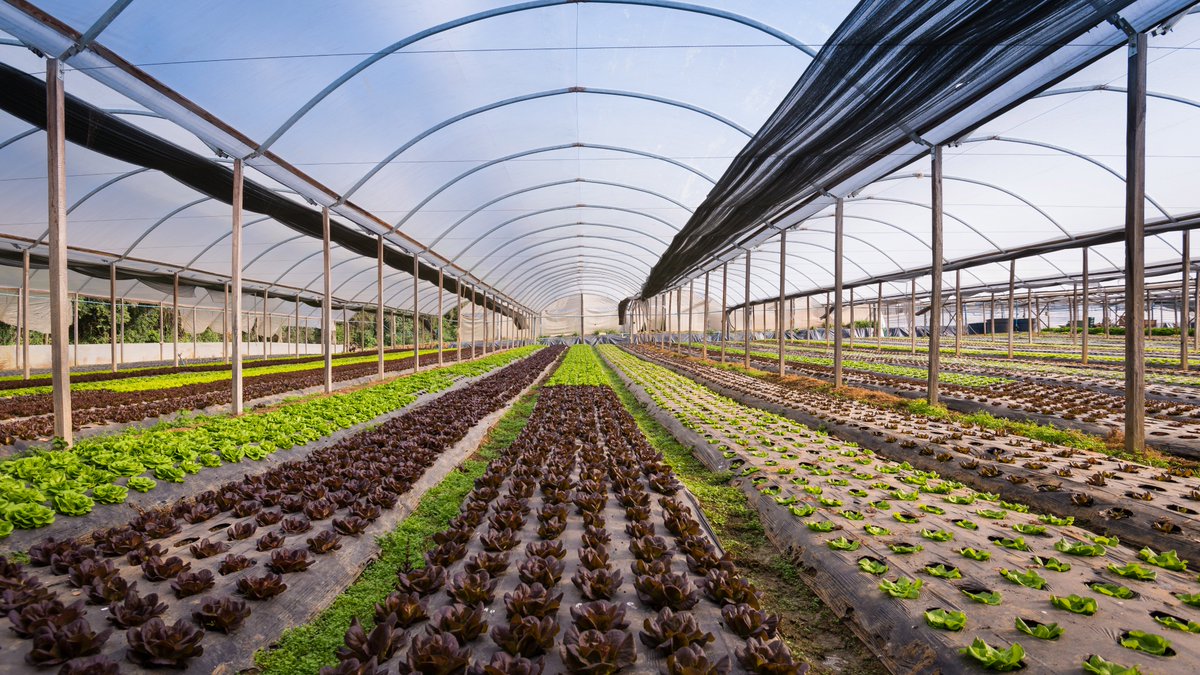 Vernieuwingsslag in Braziliaanse tuinbouwketen. Nederlandse bedrijven hebben de kennis en technologie om de keten efficiënter te organiseren.
agroberichtenbuitenland.nl/landeninformat…