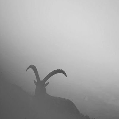 ExpandingBrainX's tweet image. Teeny bit froggy out today! Gonna have to just stay snuggled in, oh darn. #LuckyGoatTribe #NFT #NFTProject #NFTcollectibles #NFTCommmunity #Cryptos #cryptocurrency