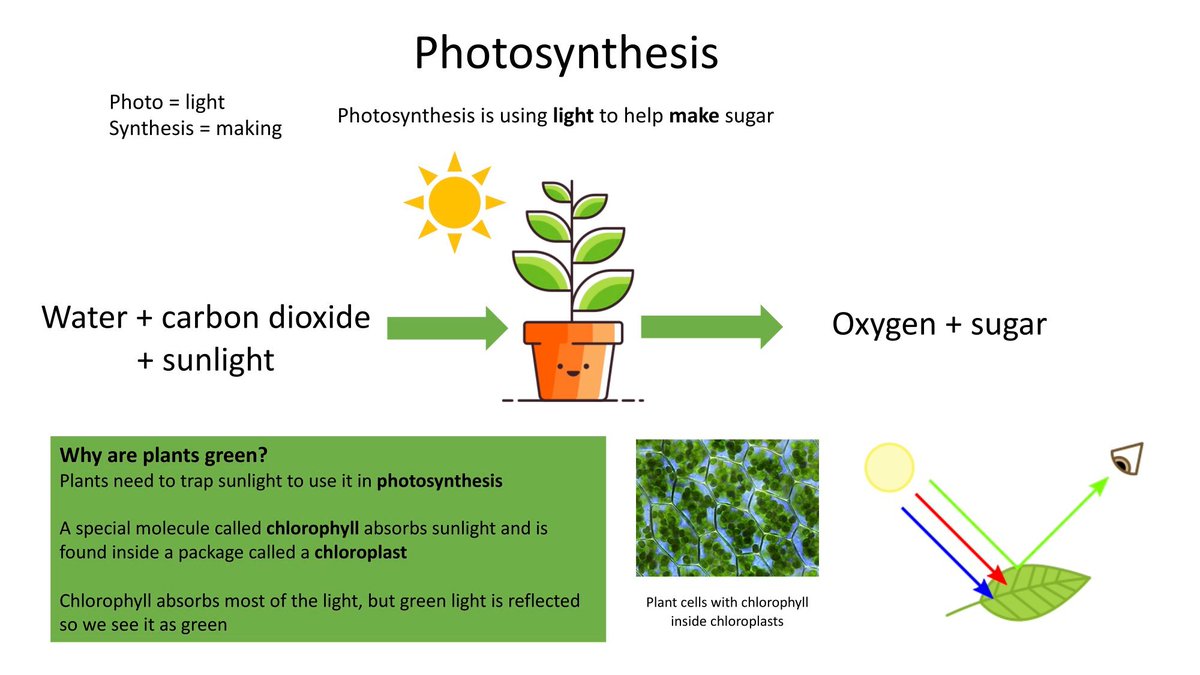 Scientist_ND's tweet photo. Happy #StPatricksDay 
Are you wearing anything #green today or are you just doing #photosynthesis? 
Find out why plants are green in our website https://t.co/XsnM4L3cWK https://t.co/QEY82oVMt2
