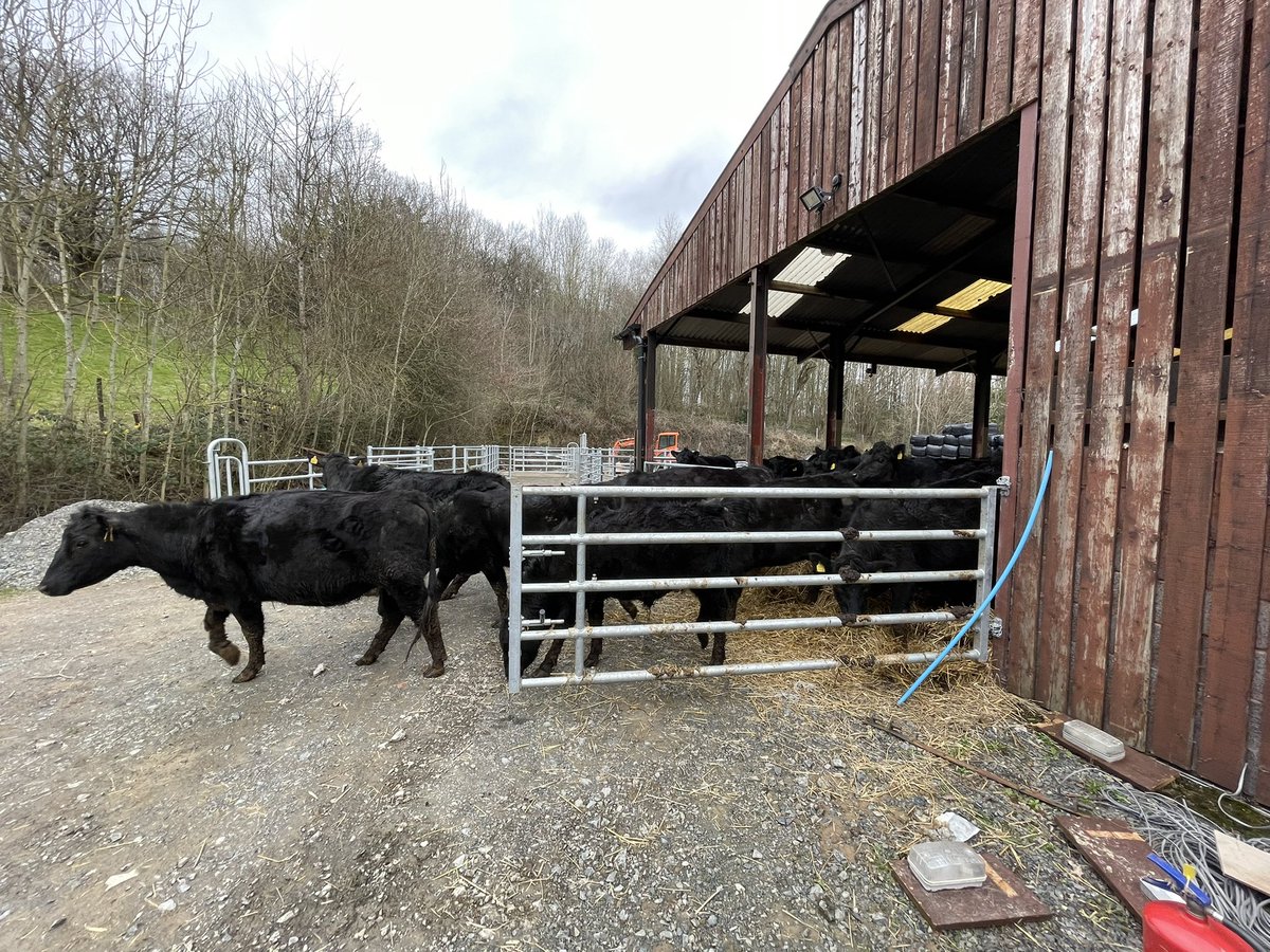 IanDHorsley's tweet photo. Back outside again after a short two months in.
One of the cows treating herself to a little mud facial in the soil from the new water main...and why not!! You're worth it.
#nativeangus https://t.co/3haInhOml8