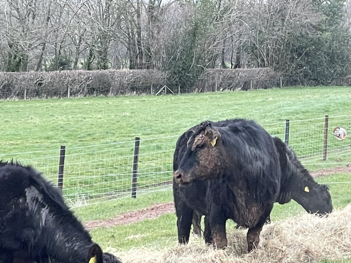 IanDHorsley's tweet photo. Back outside again after a short two months in.
One of the cows treating herself to a little mud facial in the soil from the new water main...and why not!! You're worth it.
#nativeangus https://t.co/3haInhOml8