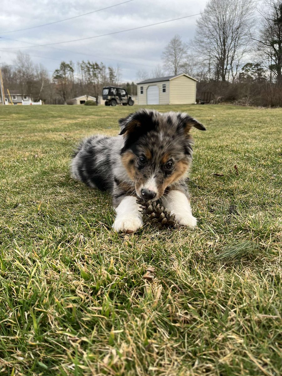 <a href="/BuschBeer/">Busch Beer</a> This is Crosby, he wants to continue the legacy of owning the flyers #BuschBarkBracket #Contest