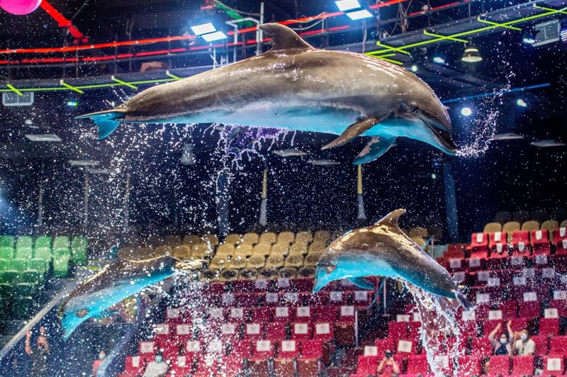 Dolphins that jump together, fly together!🐬 What could be more majestic than this? 

For more information:
Visit our website dubaidolphinarium.ae
#lovedubaidolphinarium

Photo Credit: Reuters