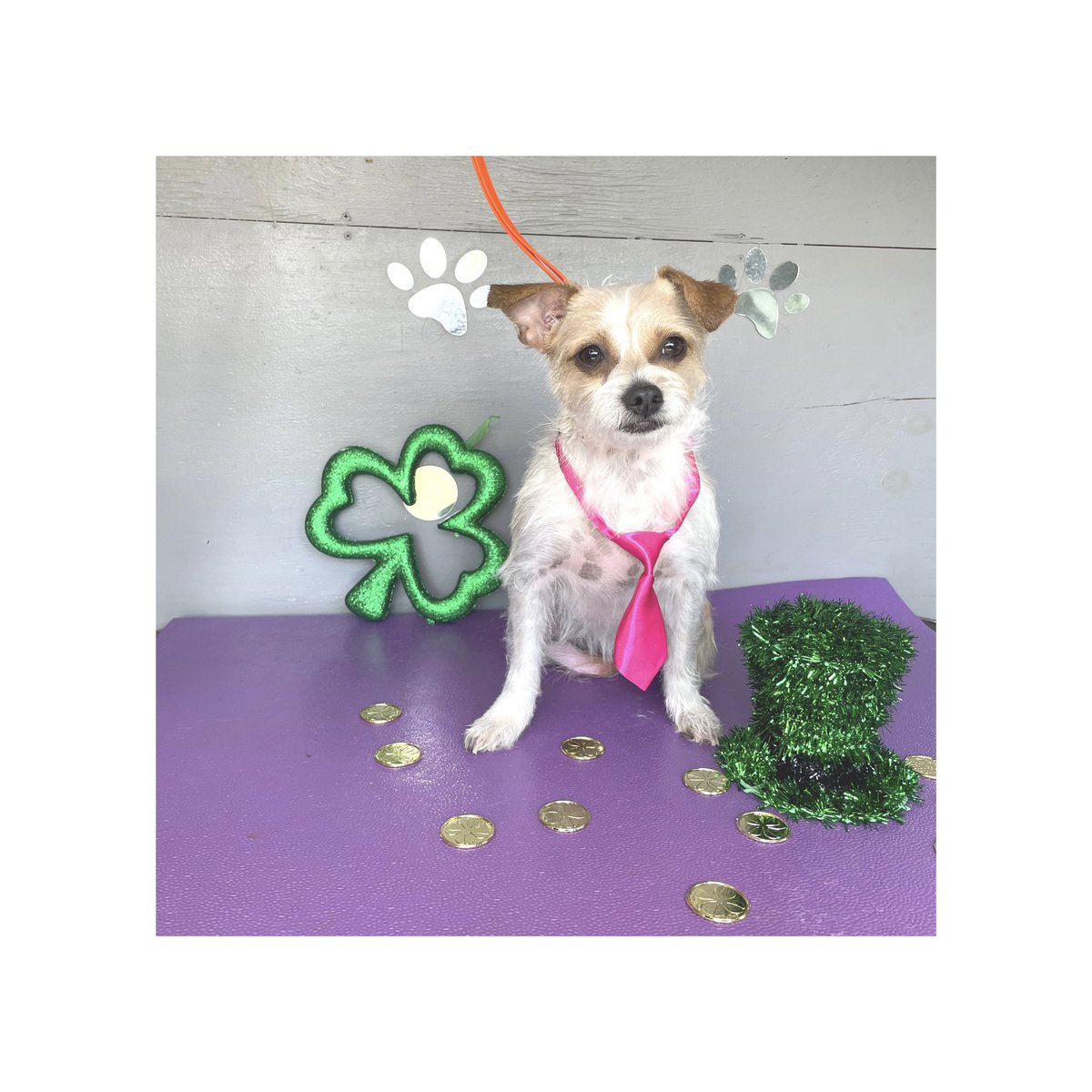 OneStop Pawz LLC Florida Area (@onestoppawz) on Twitter photo Happy Saint Patrick's Day from Lucy🤗 She received a "Mini Pamper" <a href="/onestoppawz/">OneStop Pawz LLC Florida Area</a> 🐶🛁✂️🚐 Happy Saint Patrick's Day from Lucy🤗 She received a "Mini Pamper" <a href="/onestoppawz/">OneStop Pawz LLC Florida Area</a> 🐶🛁✂️🚐