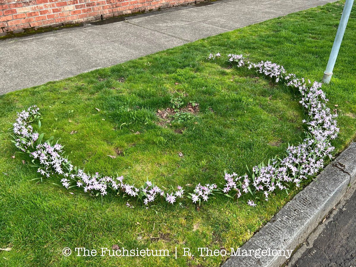 FuchsiariusToo's tweet photo. Scene in Portland. Not quite a Fairy Ring. I guess it’s a Fairy Horseshoe or something. https://t.co/qxjrwJLlyV