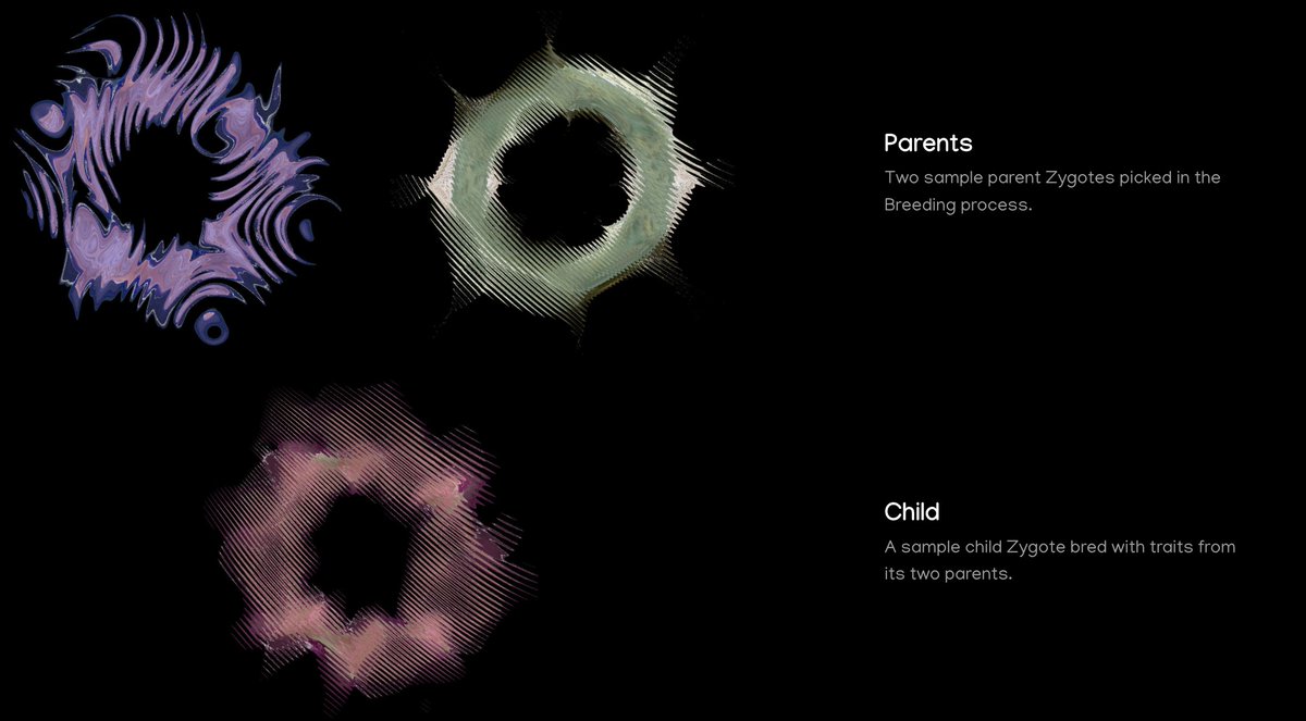 Our Whitepaper has been updated - reach out if you have any questions: zygotes.xyz/whitepaper/ 

Learn more about breeding, technical design, and more.