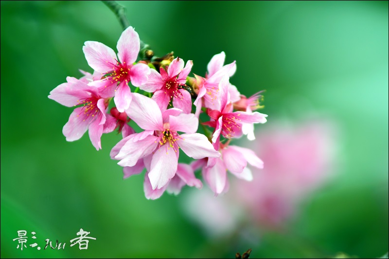 kagemusha_space's tweet photo. 新社大排櫻花
https://t.co/hxycJP5Uxj

#grosaceae #SAKURA #d7200 https://t.co/6TbOMLxrP9