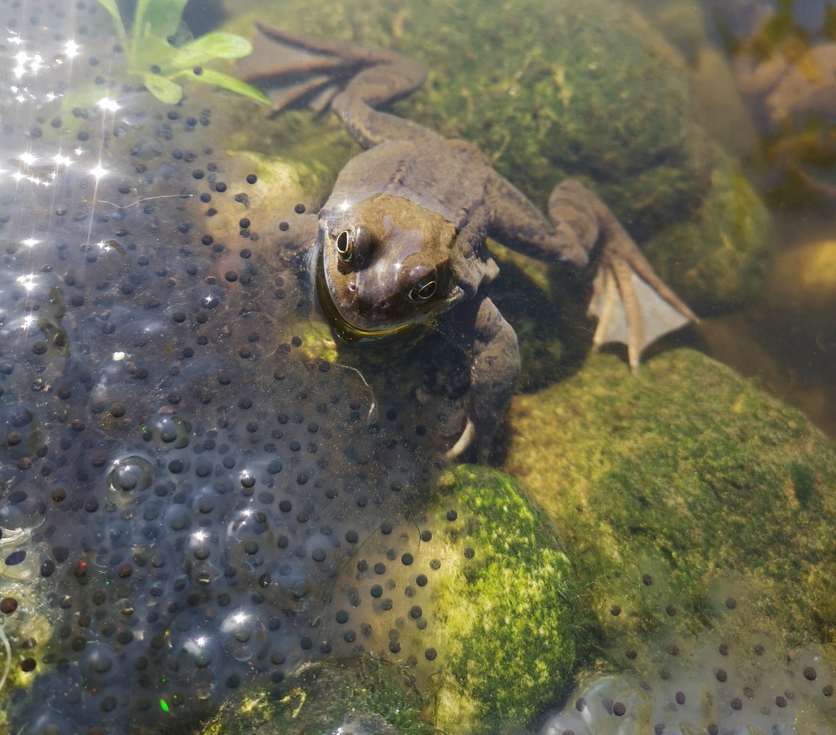 To quote Terry, hubs.ly/Q016bQ3l0, 'March is a time when #toads and #frogs get busy and you may be lucky enough to come across a clump of frog spawn or a string of toad spawn.' Look at this beauty, photographed by one of our team #AskTerry #biodiversity #GardenDragonWatch