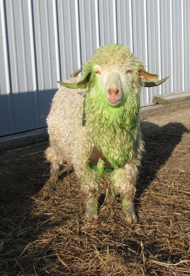 ExpandingBrainX's tweet image. Oh BTW... hope you got your green on! Happy St. Patricks Day! #LuckyGoatTribe #NFT #NFTProject #nftcollectors #Cryptos #StPatricksDay