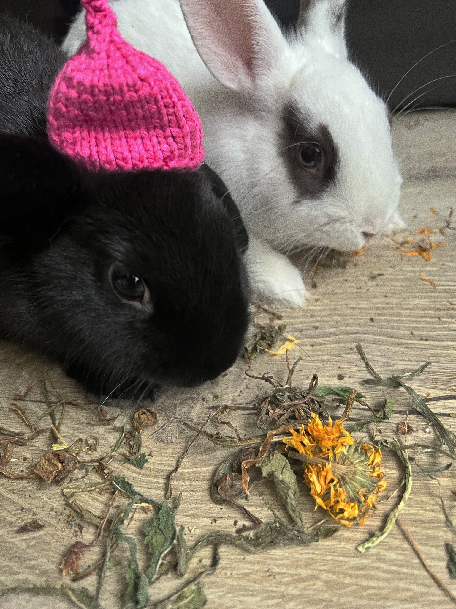 luna on Twitter "my bunnies eating dried dandelion https //t.co
