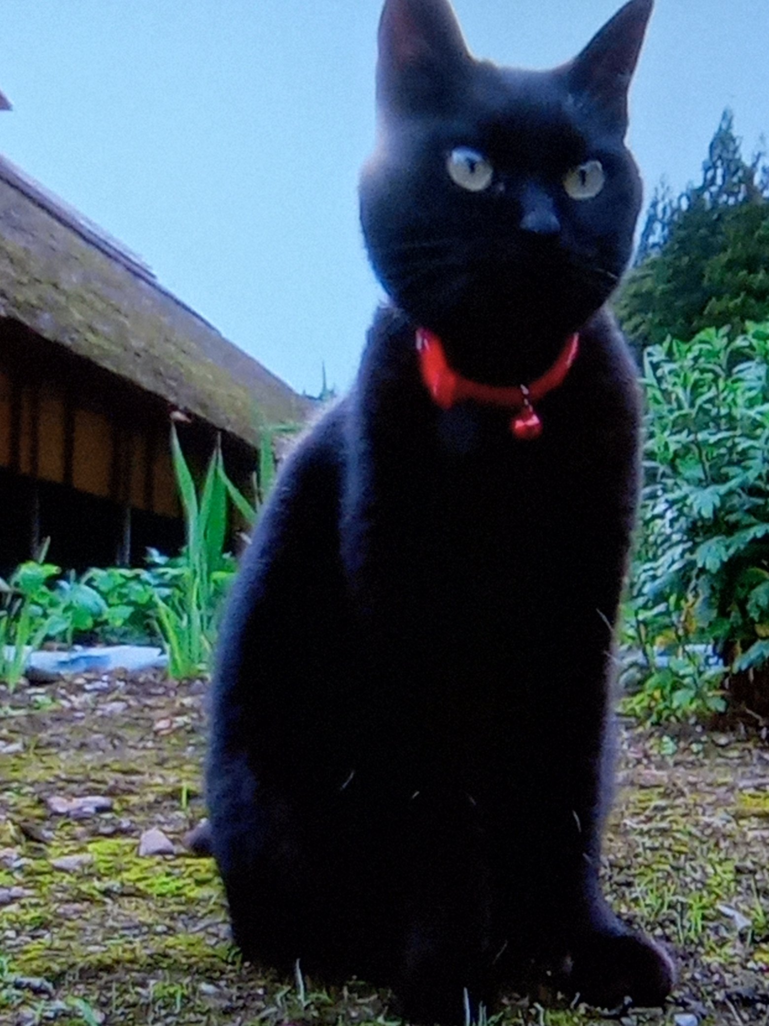 にゃんにゃんにゃんにゃん Twitter Search Twitter