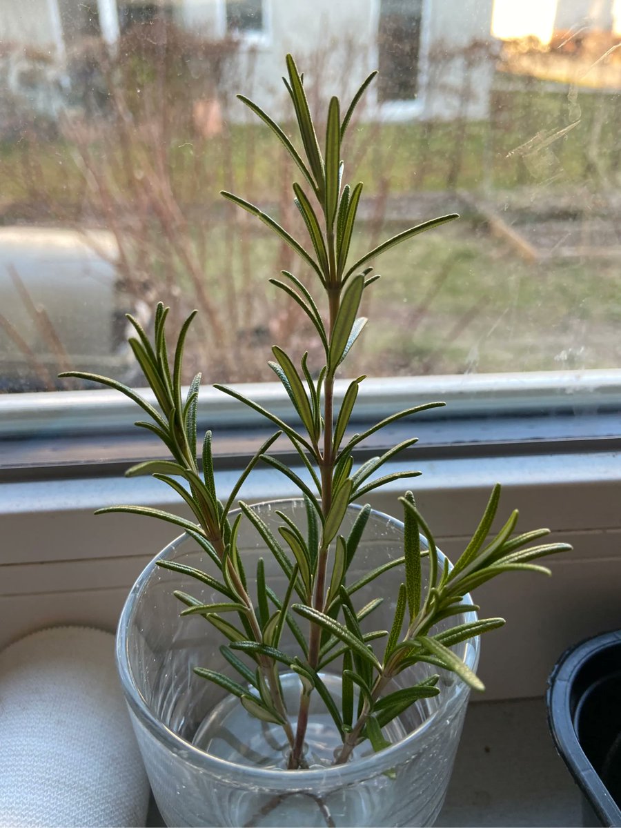 bknofe's tweet photo. Neighbour brought us some Rosemary from their monster bush. What is better then propagating plants which you know are already perfectly adjusted to your individual (micro)climate region? 😁 #Permaculture #localsharing https://t.co/gnEfZ4P6Ck