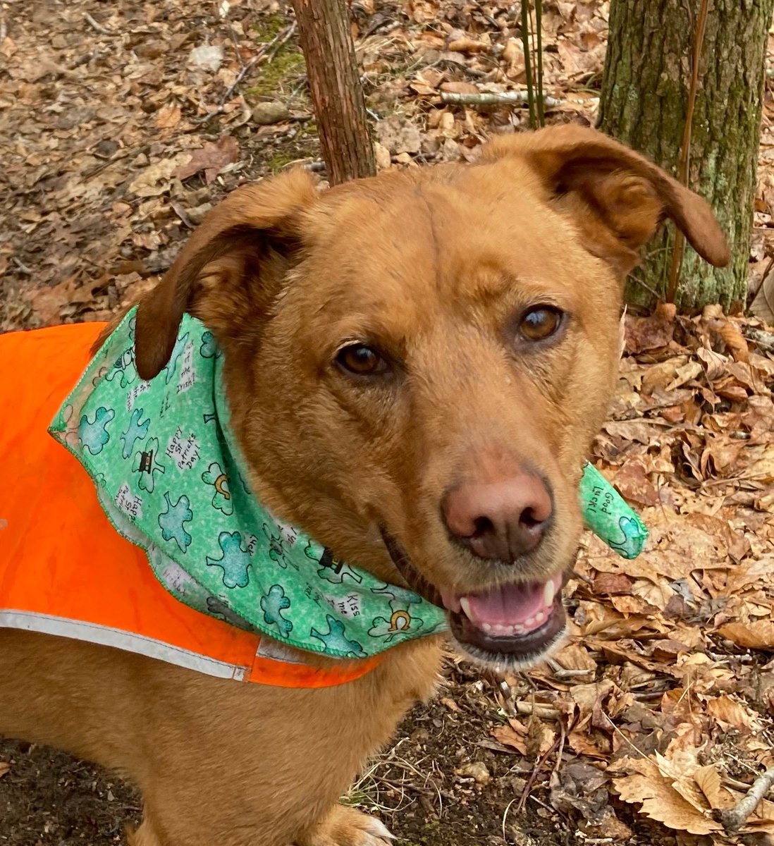 dogs_because's tweet photo. Happy St. Patrick's Day! 🍀🐾

#stpatricksday #shamrockdog #wereallirishtoday #DogsofTwittter #becauseofdogs https://t.co/qJNEwsxPU7