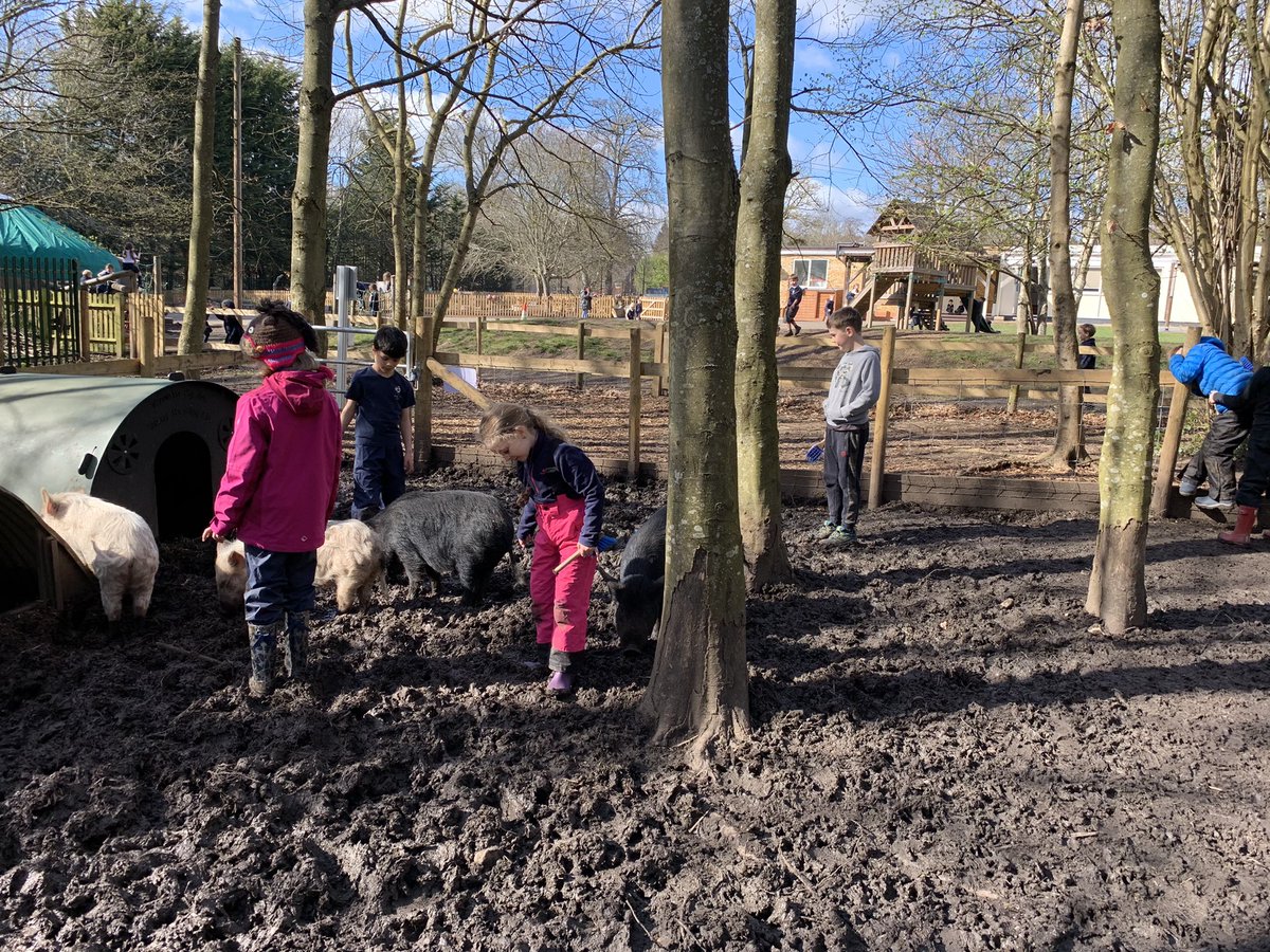 DanesfieldFS's tweet photo. Look out Danesfield Spa Y3 have their own Forest School version which rocks 🌳💕#mudmasks #forestspa #happypigs 🐷💕🌳🐸@DanesfieldY3 @DanesfieldSchl https://t.co/l1noLfU4gf