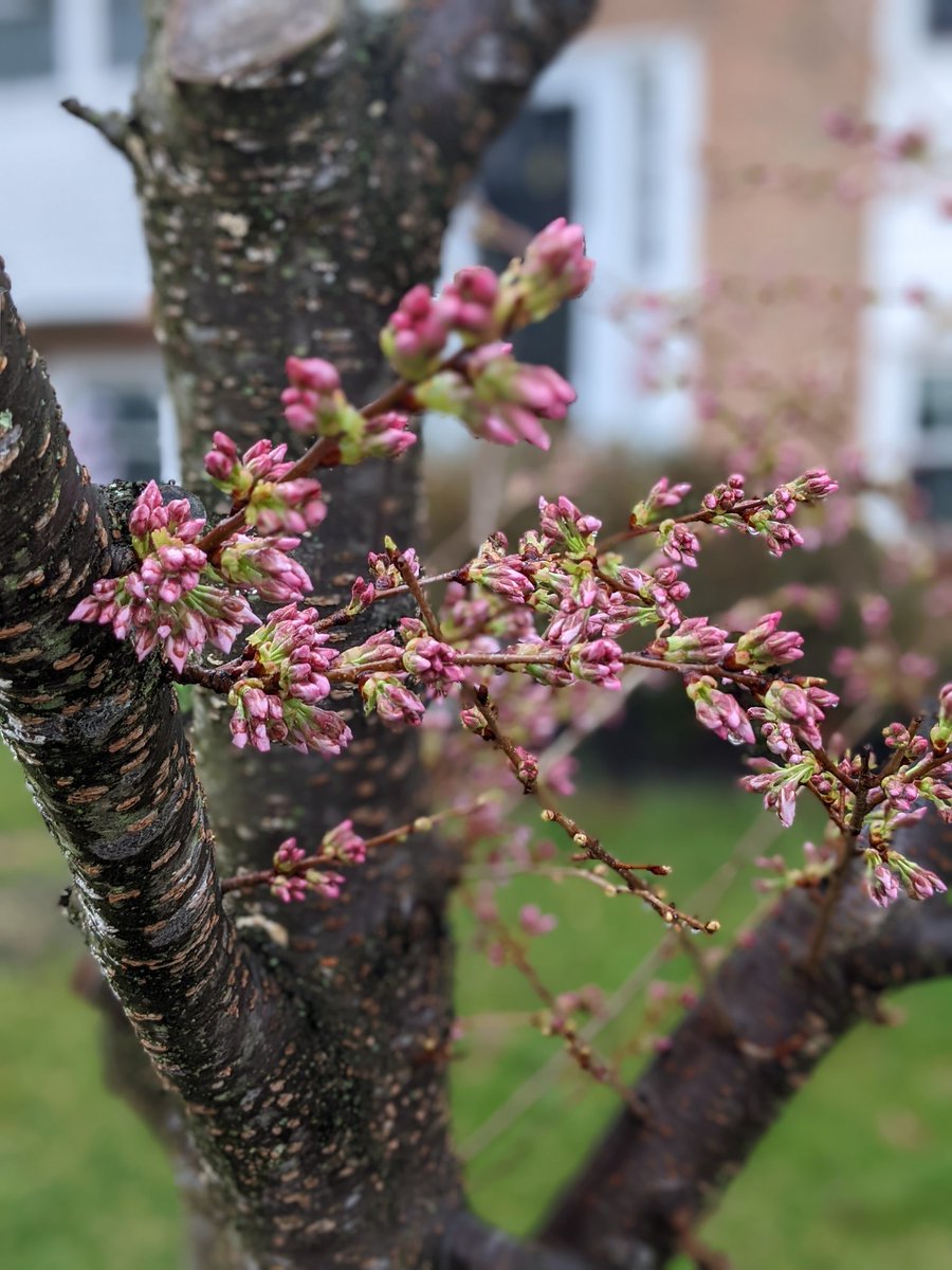 megkcohen's tweet photo. I'm wearing green and thinking #PINK today -- even the cherry tree in my front yard is ready for @CherryBlossFest to start on Sunday!! 🍀🌸🍀 https://t.co/4bgXvucFsE