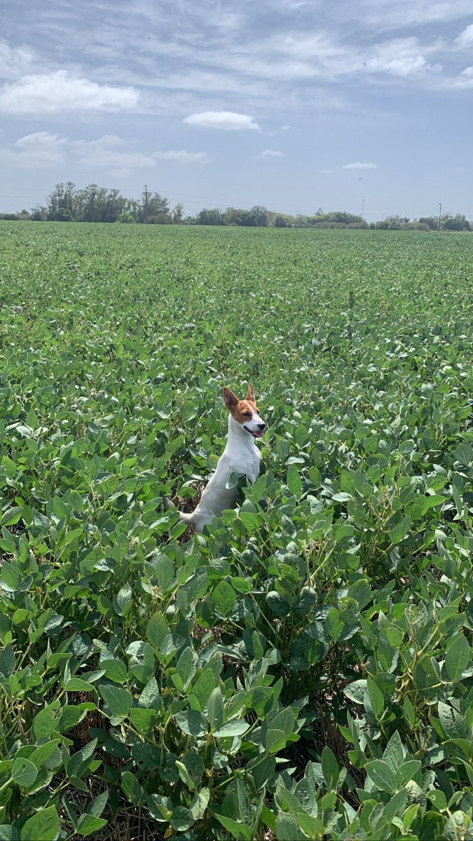 patodeffe's tweet image. Recorriendo soja de segunda con las genias de @agromapea ,muchas gracias por cuidar mis cultivos 😁🌾🌾