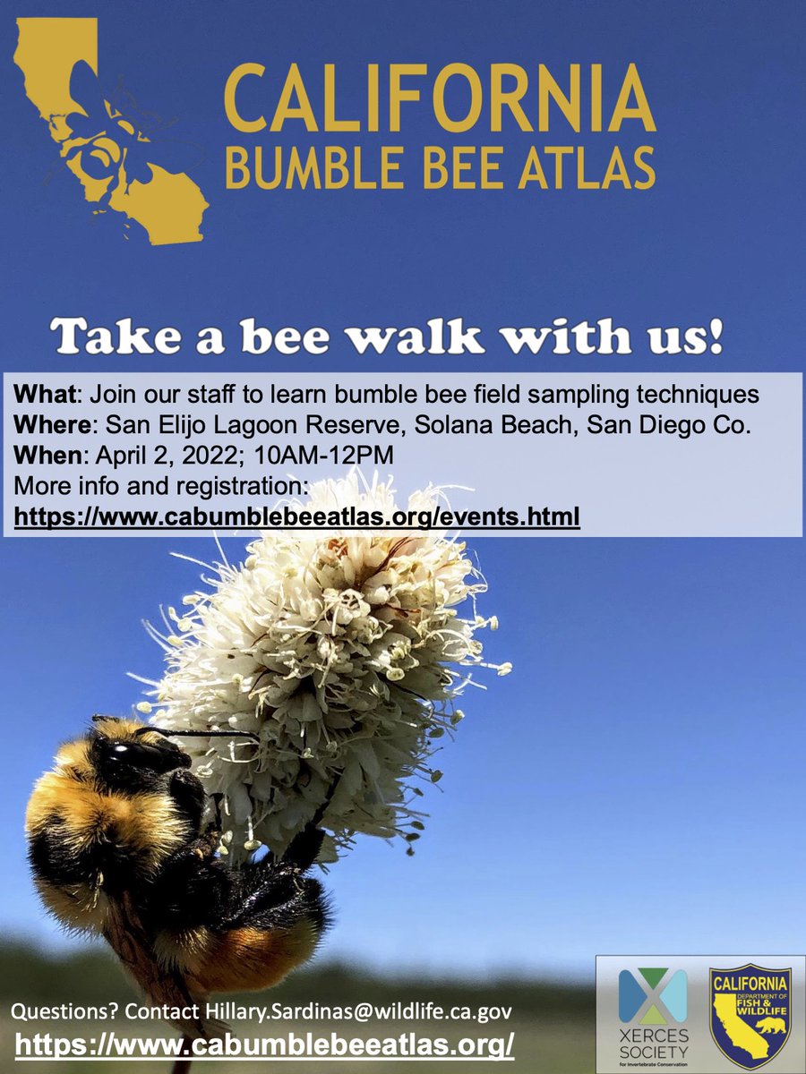 The Bumble Bee Atlas is upon us! A joint effort of 
<a href="/xercessociety/">The Xerces Society</a>,<a href="/CaliforniaDFW/">California Department of Fish and Wildlife</a>, and 
<a href="/BLMca/">Bureau of Land Management California</a>, <a href="/CABumbleBees/">California Bumble Bee Atlas</a> enlists volunteers to better understand and protect imperiled CA bumble bees. In-person training coming up April 2, and online trainings here: cabumblebeeatlas.org/events.html