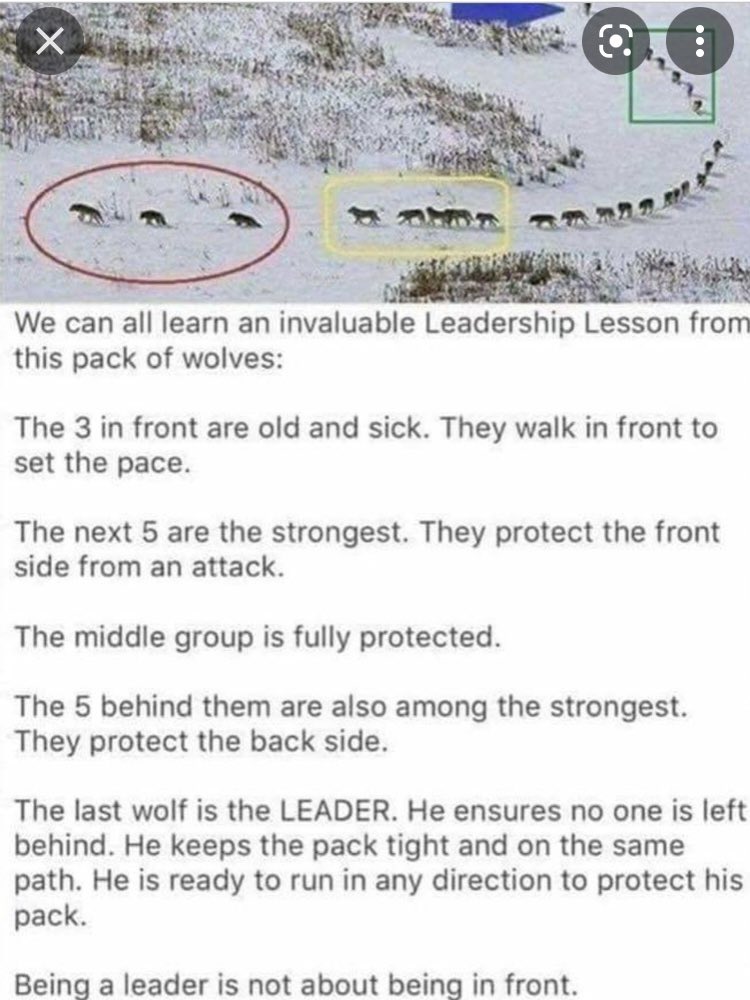 DebbieM48814550's tweet photo. We can learn a lot from our furry friends on leadership. In wolf packs the leaders ‘lead’ from behind. Something to think about. @Leaders_SoE @patriciamannixm @niamhickey https://t.co/g3FIJk8LlK