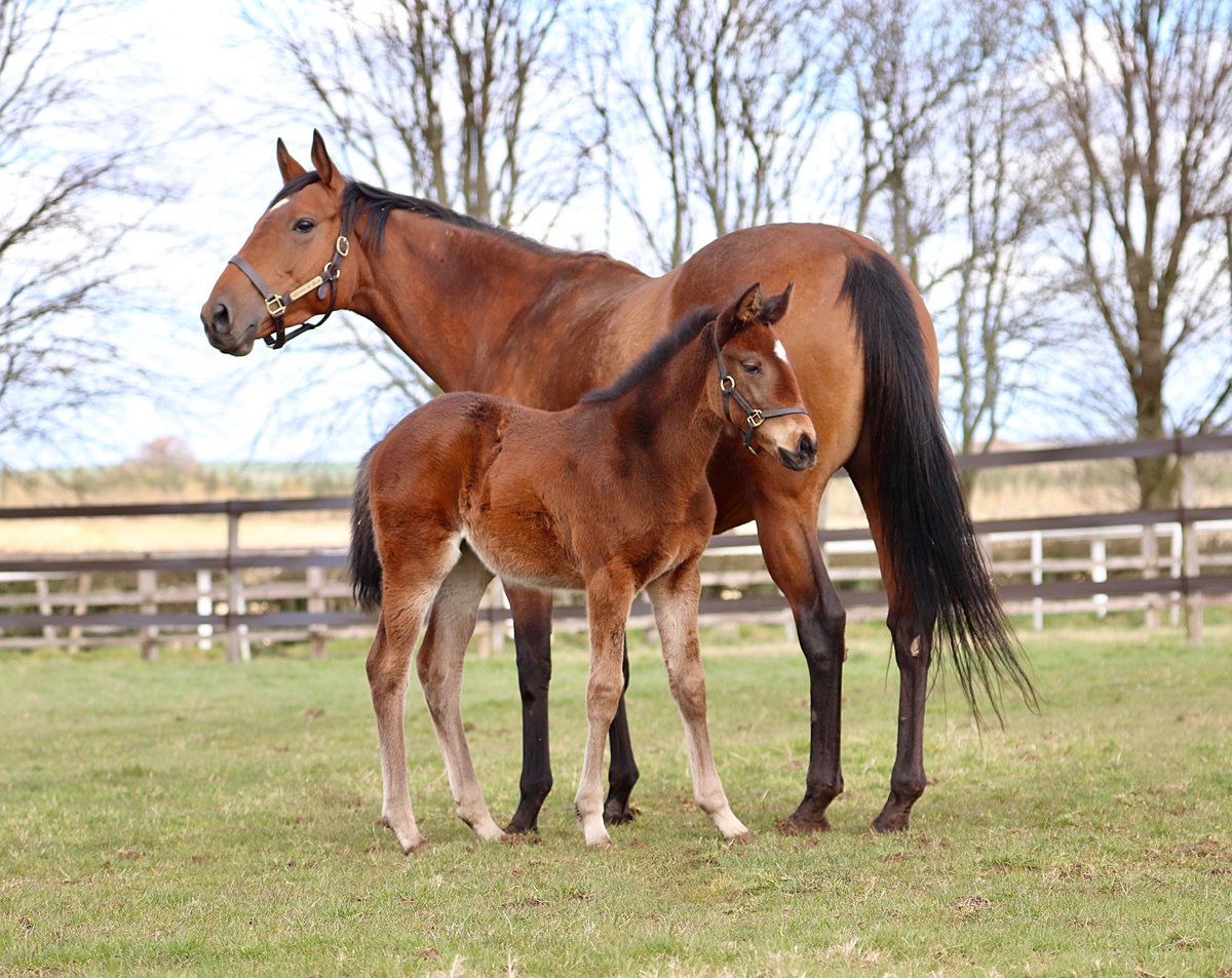 wickhamwicks's tweet photo. First born is still the apple of my eye 😍No Nay Never filly is all quality 💪#FirstFoal #HasItAll #ExcitingProspect https://t.co/7atcWMKw0e
