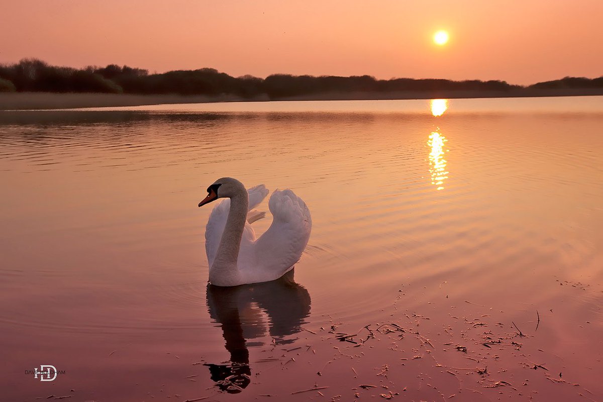 #Tranquilty #calm #sunsetlovers #PhotographyIsArt #swanlake #refections #wales #landscapephotography #calming