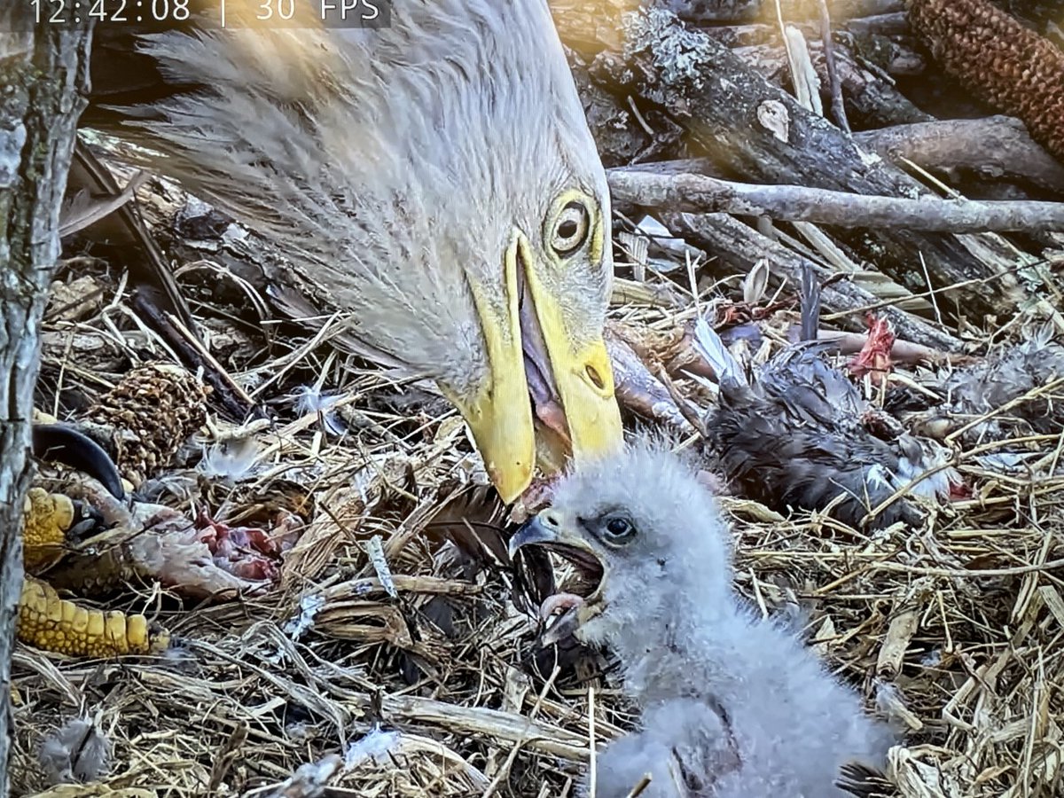 Loudoun County's very own eagles, Rosa &amp; Martin, have a baby! 💜The kids LOVE watching it bobble around and get fed. Our honorary Liberty Eagle.🦅
dullesgreenway.com/eagle-cam/
