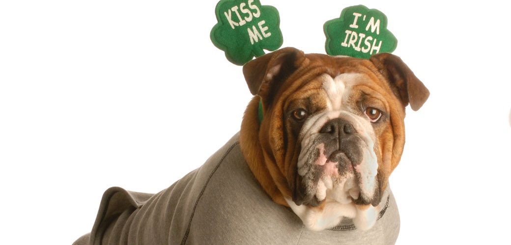 K9XBall's tweet photo. Happy St. Patrick's Day from your friends at https://t.co/IEKofwBK8i! 

Pic credit to ASPCA 

#k9xball #k9xdog #stpatricksday #stpaddysday #stpattysday #stpatricksdaydog #stpaddysdaydog #stpattysdaydog https://t.co/niuil4onbW