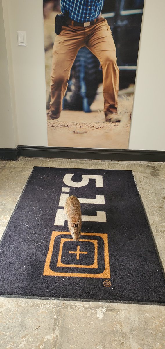 FundyTactical's tweet photo. Toronto's #1 customer hopped in to say hi!

#FundyTactical https://t.co/NeNnHkto65