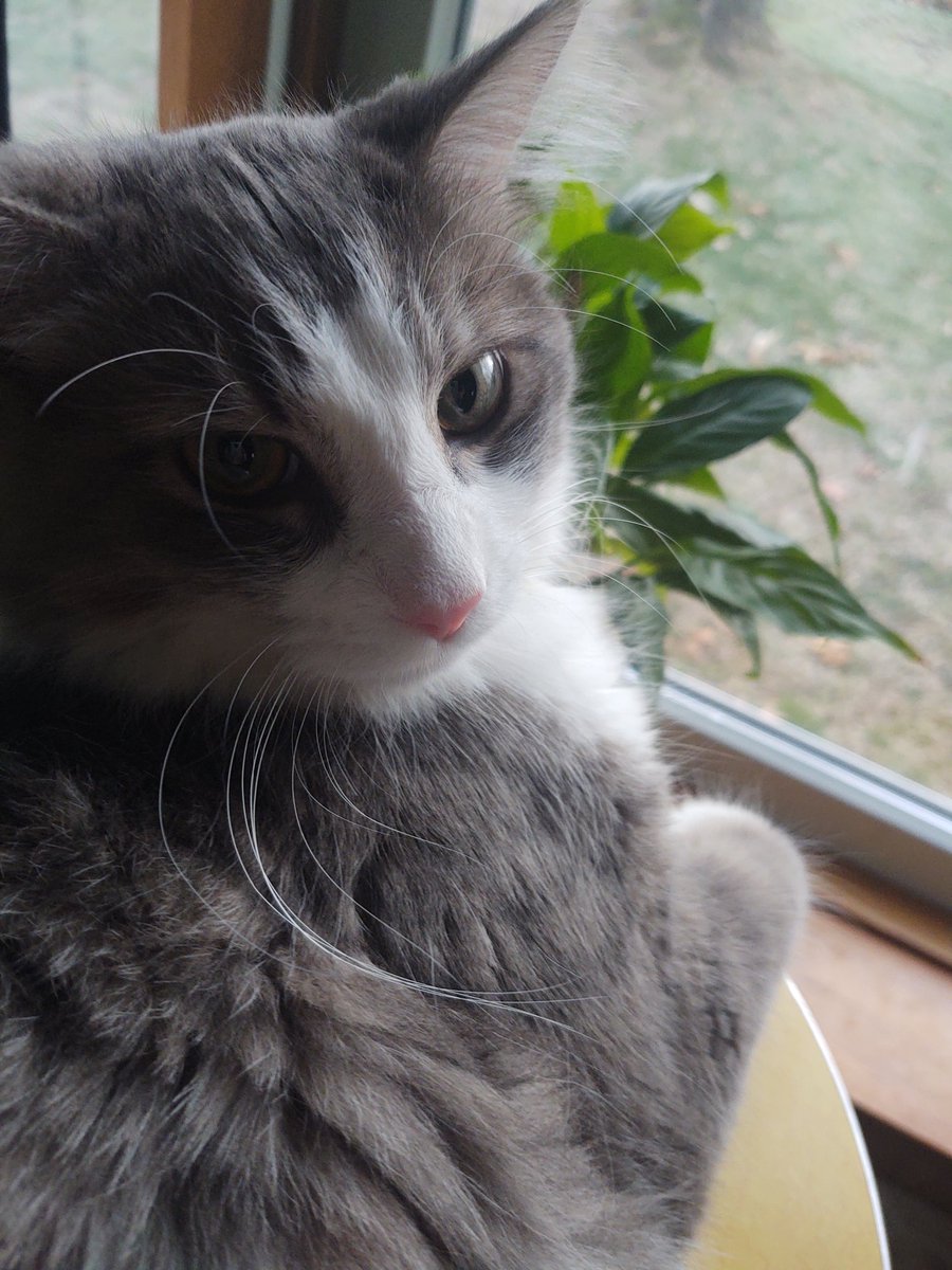 Mothercrud's tweet photo. https://t.co/LhrmC3HICC
Don’t fur-get! to VOTE FOR JACK TODAY ‼️
Thank you Everyone for putting me in 1st place. Please please use your free vote and keep me in the race. I have to be in first to go to the finals ❤️🐈. It's takes two clicks to vote.

https://t.co/RVYG4qWeMS https://t.co/jn2M30U6PB