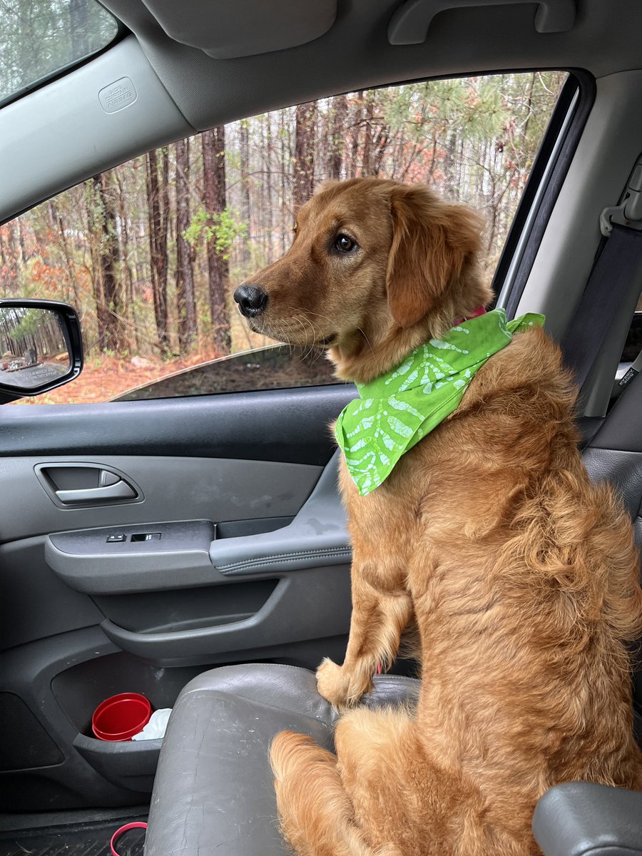 Happy St. Patrick’s Day!!! #StPatricksDay #dogsoftwitter #twitterdogcommunity #green