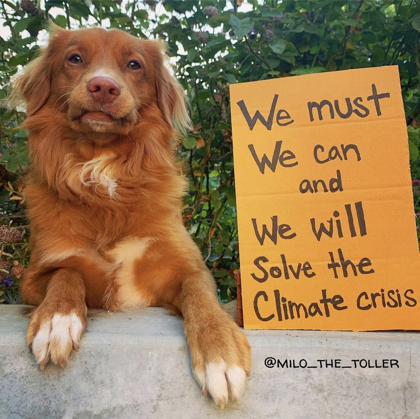 Lots of things going on with the planet right now but let’s remember, we are all here on the same #planet and we have to protect it.⠀
⠀
Thank you <a href="/milo_the_toller/">Milo_the_toller</a> for doing your bit 💜🐕
